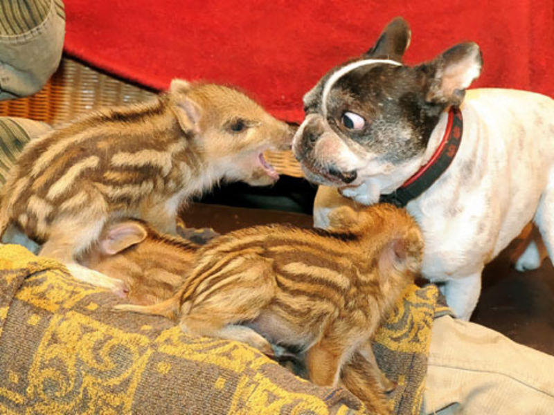 1. Площадь жилья