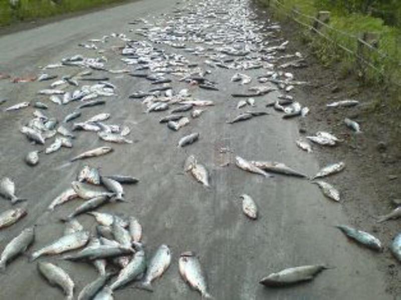 рыбный дождь игра. рыбный дождь. йоро гондурас дождь из рыбы. игры про рыбалку на андроид. рыбалка в ерках игра.